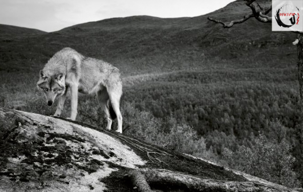 A teremtés pillanata // Sinikka Langeland – Wolf Rune